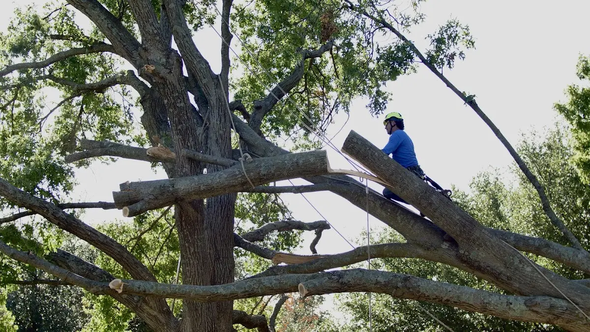 Professional Crown Thinning performed by certified arborists in Sloan