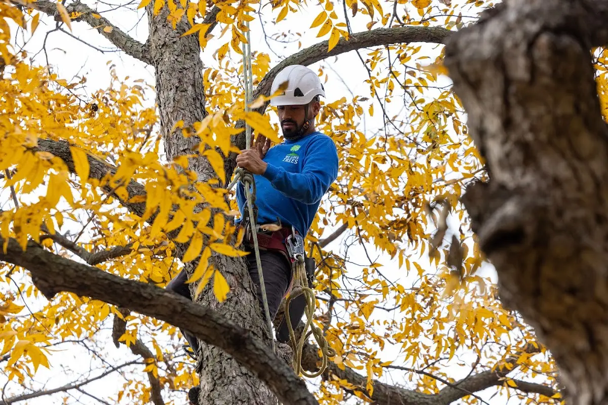 Skilled Storm Damage Cleanup crew working in Sloan